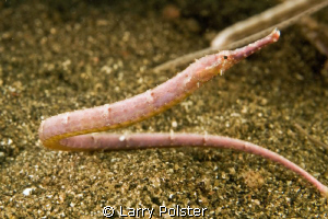 Pipefish  D300-60mm by Larry Polster 